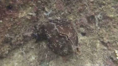 Sea Hare Aplysia-yaygın bir hermafroditik türler, Adriyatik Denizi, Karadağ 