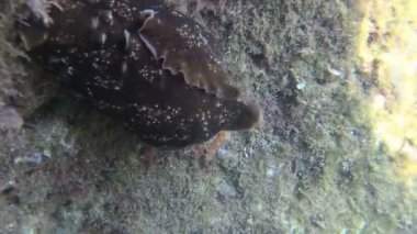 Sea Hare Aplysia-yaygın bir hermafroditik türler, Adriyatik Denizi, Karadağ 
