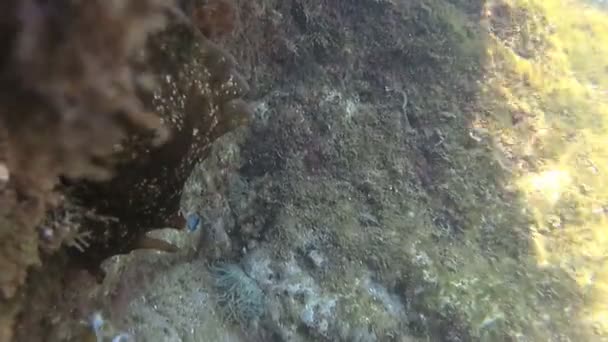Sea Hare Aplysia Uma Espécie Hermafrodita Comumente Mar Adriático Montenegro — Vídeo de Stock