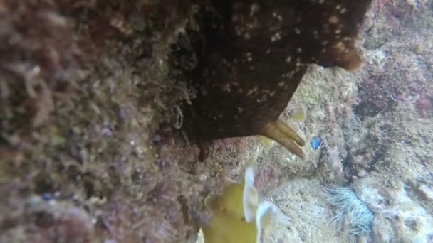 Sea Hare Aplysia Hermafrodiete Soorten Algemeen Adriatische Zee Montenegro — Stockvideo