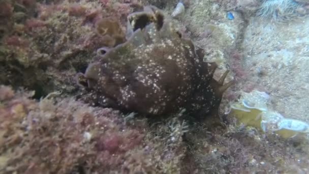 Sea Hare Aplysia Una Especie Hermafrodita Comúnmente Mar Adriático Montenegro — Vídeos de Stock