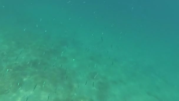 Turkuaz Mavi Suda Balık Sualtı — Stok video
