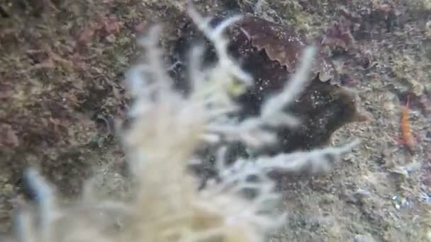 Lièvre de mer Aplysie - une espèce hermaphrodite commune, mer Adriatique, Monténégro  