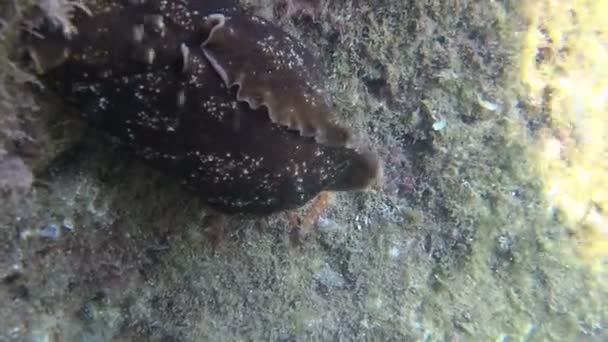 Sea Hare Aplysia Uma Espécie Hermafrodita Comumente Mar Adriático Montenegro — Vídeo de Stock