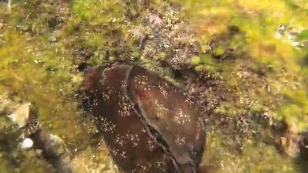 Sea Hare Aplysia Hermafrodiete Soorten Algemeen Adriatische Zee Montenegro — Stockvideo