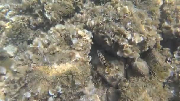 Pesci Che Nuotano Attraverso Erba Mare Fondo Roccioso — Video Stock