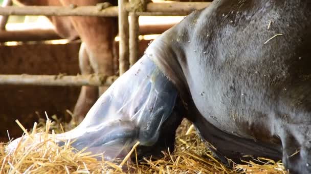 Cow Gives Birth Calf — Stock Video