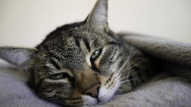 Bir battaniye ile kaplı uykulu bir kedi yeşil gözleri ile kamera doğru görünüyor