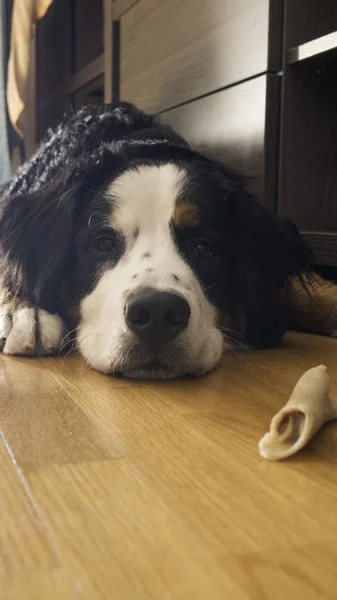 Bernard Berg Hund Och Hans Ben — Stockfoto