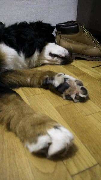 Bernard dağ köpeği sahibi Ayakkabı yanında yerde uyku