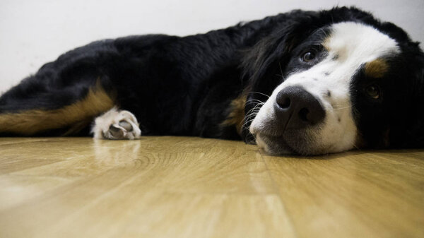 Любимая горная собака Бернарда лежит на деревянном полу
