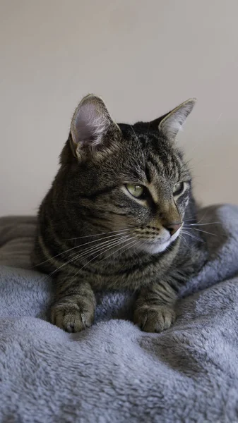 Gestreifte Katze Auf Einer Decke — Stockfoto