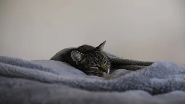 Cat Sleeps Wrapped Blanket — Stock Photo, Image