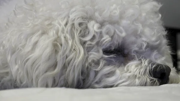 Profil Psa Bichon Frise Leżącego Łóżku — Zdjęcie stockowe
