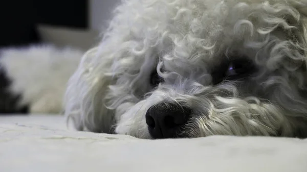 Bedårande Profil Liggande Bichon Frise Hund — Stockfoto