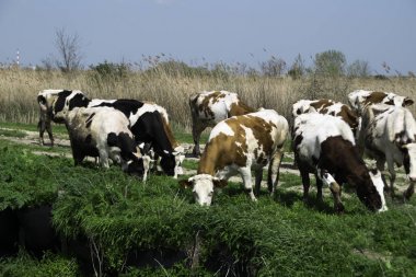 Yeşil çim üzerinde otlama inekler sürüsü