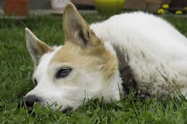 Portret Białego Psa Leżącego Zielonej Trawie — Zdjęcie stockowe