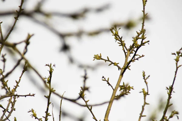 Valnöt Träd Tidigt Våren Blad Och Blommor — Stockfoto