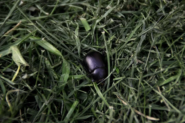 Besouro Esterco Geotrupes Stercorarius Bug Preto Grama — Fotografia de Stock