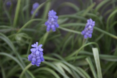 Minik mor bahar çiçekleri - Üzüm Sümbül