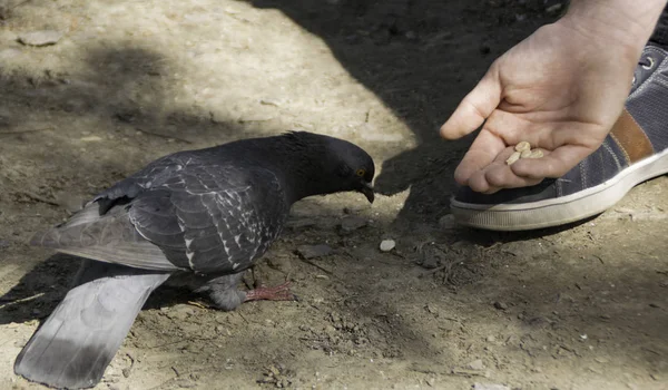 Männchen Füttert Taube Park — Stockfoto