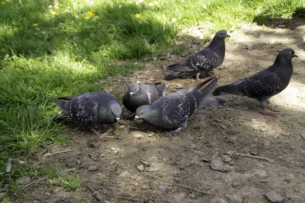 公园里土壤表面的鸽子 — 图库照片