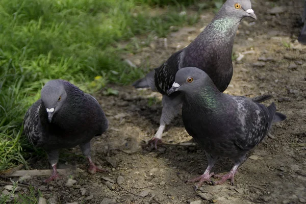 Pigeons Arboricoles Surface Sol Dans Parc — Photo