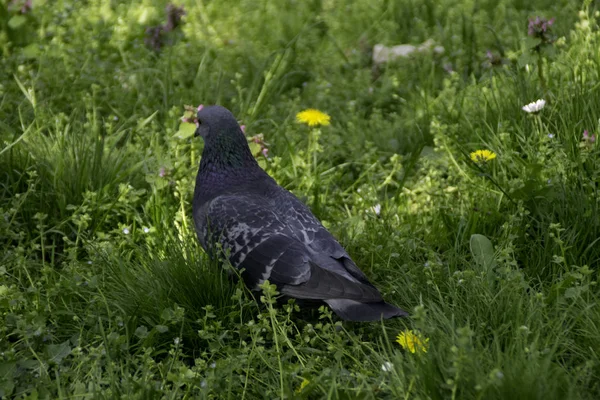 Bak Duva Ett Grönt Gräs — Stockfoto