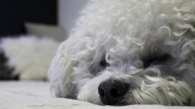 Bir yatakta yatan safkan Bichon Frise Köpek Closeup  
