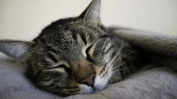 Πορτρέτο Closeup Ενός Ύπνου Γάτα — Φωτογραφία Αρχείου