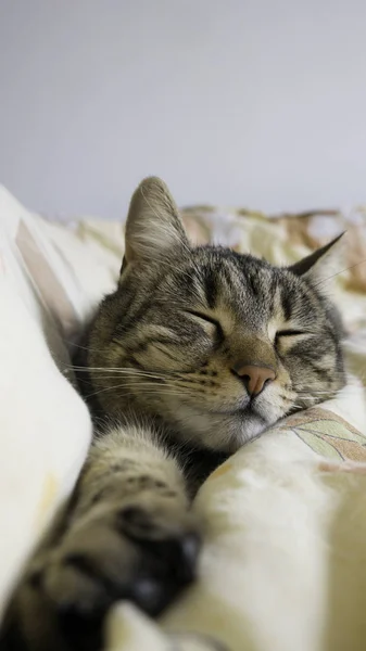 Portret Van Een Kat Slapen Met Uitgerekt Poot — Stockfoto