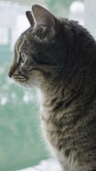 Portrét Proužkovaných Koček Kteří Dívají Oknem — Stock fotografie