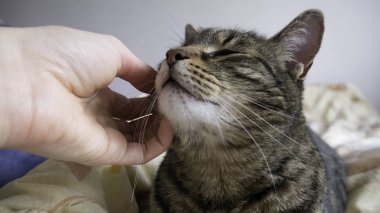 Kadın el yatakta yatan bir kedi okşayarak 