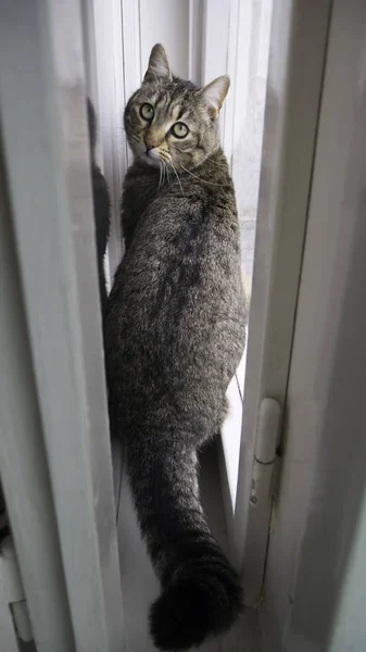 Hermoso Gato Tigre Ventana Madera Blanca Mirando Directamente Cámara — Foto de Stock