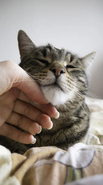 Θηλυκό Χέρι Χαϊδεύοντας Μια Γάτα Που Βρίσκεται Στο Κρεβάτι — Φωτογραφία Αρχείου