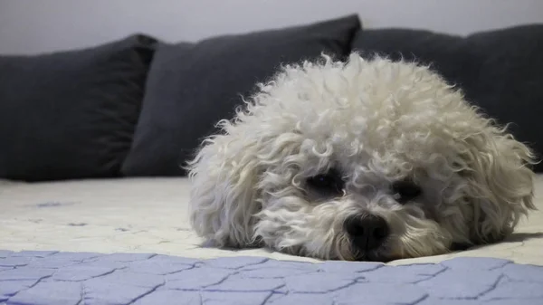 Bichon Frise Hund Liggande Bädd — Stockfoto