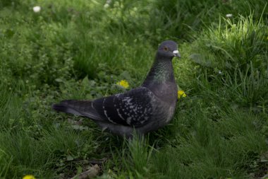 Kalın bir çimenlerin içinde yatan güvercin