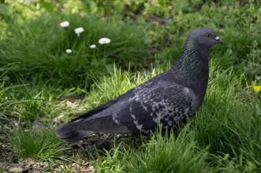 Kalın bir çimenlerin içinde yatan güvercin