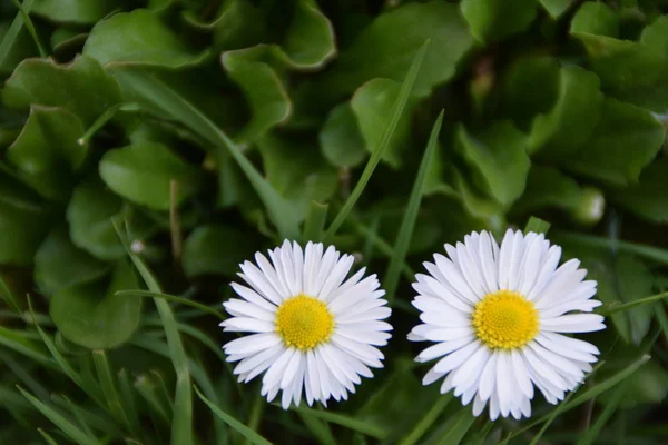Two White Daisies Top View Meadow — Stock Photo, Image