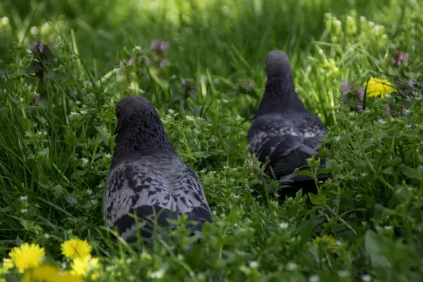 Zwei Tauben Grünen Gras — Stockfoto