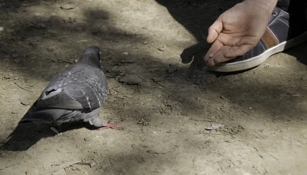 Männliche Hand Füttert Die Taube — Stockfoto