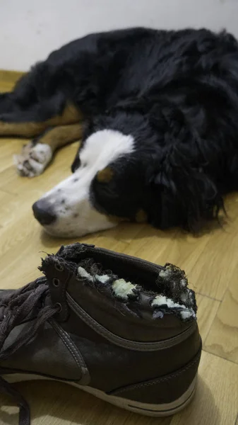 Bernard mountain dog chewed shoe