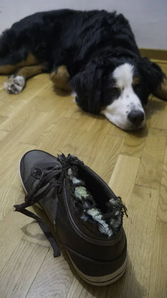 Bernard dağ köpeği ayakkabı çiğnenmiş