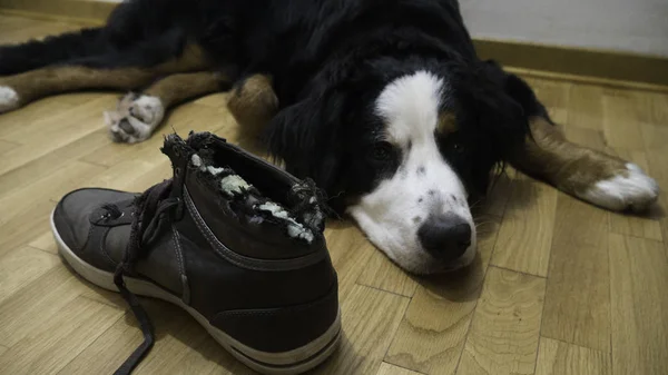 stock image Bernard mountain dog lying next to chewed shoe