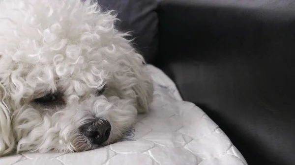 Sleepy Bichon Frise Dog on bed