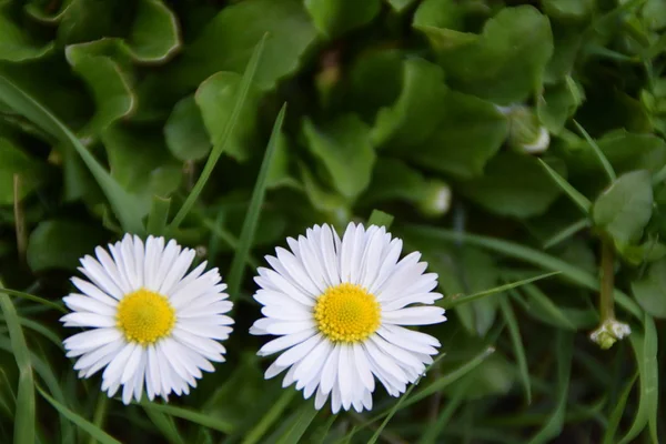 Pair White Daisy Flowers Bellis Perennis Green Foliage — Stock Photo, Image