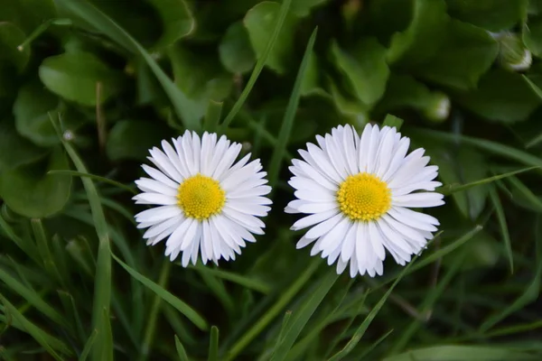 Paire Fleurs Marguerite Blanche Sur Herbe Verte — Photo
