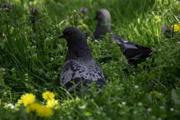 Two Pigeons Walking Meadow Grass — Stock Photo, Image