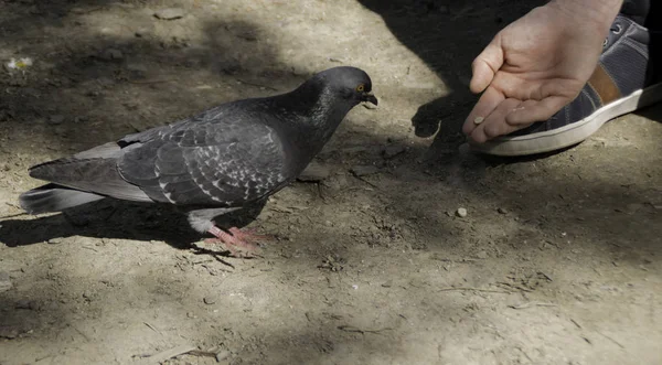Ein Mann Füttert Tauben Aus Der Hand — Stockfoto