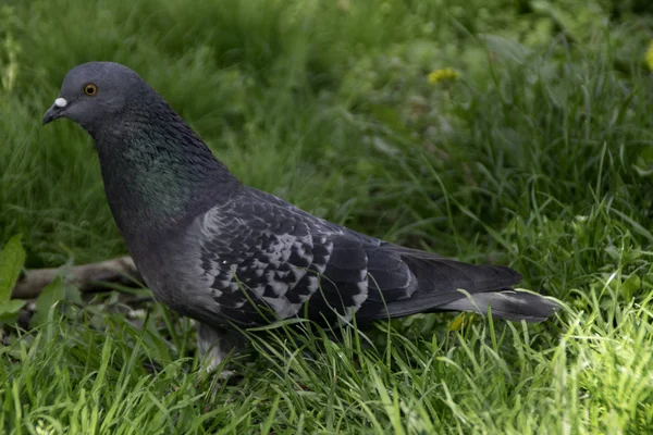 Nahaufnahme Einer Taube — Stockfoto